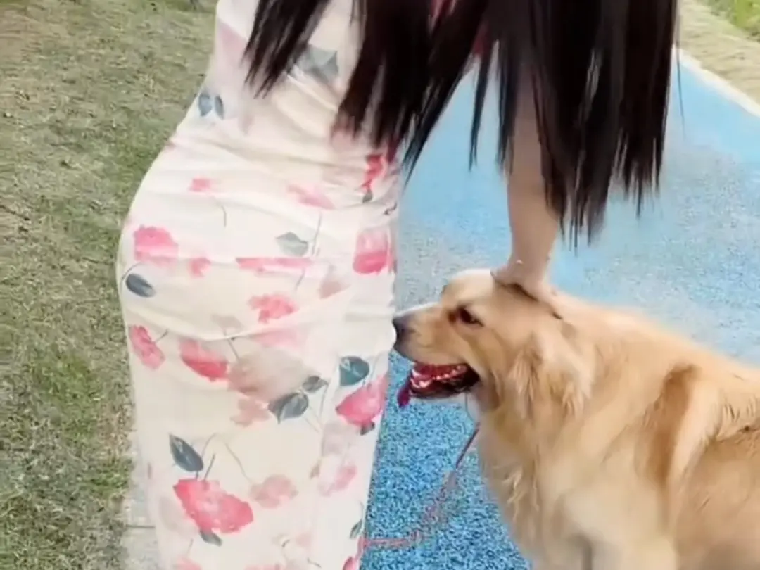 《抖音香香公主与爱犬金毛科普视频》 ｜ 科普视频全集 ｜ 无删减版 ｜ 网盘资源免费领 ｜ p标签