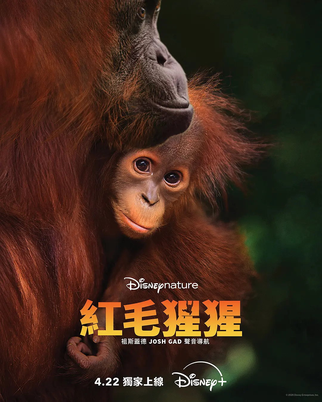 想找《红毛猩猩》纪录片资源？《红毛猩猩》2026超清蓝光1080P夸克网盘下载